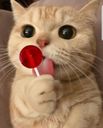 :Chat_copain_9: