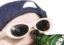 :doggo_binouse: