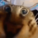 :Monstro_chat: