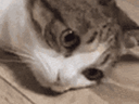 :chattombe3:
