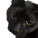 :Chat_zoom_regarde: