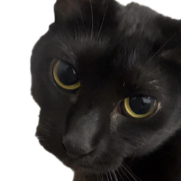 :Chat_zoom_regarde: