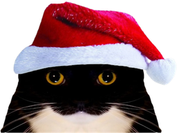 :chat_mignon_noel: