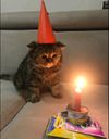 :Channiversaire: