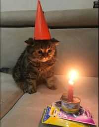 :Channiversaire: