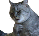:Chatdeg: