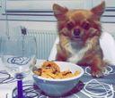 :chien: