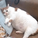 :BigChat: