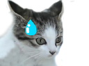 :chat_goutte: