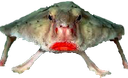 :poissonchauvesouris: