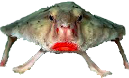 :poissonchauvesouris: