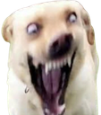 :Chien_furax: