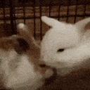:Lapincalin: