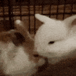 :Lapincalin: