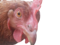 :poule_: