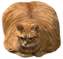 :Chatobesitemorbide: