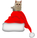 :Bonnet_deter2chat: