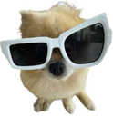:spitz_wtf: