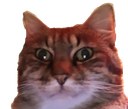 :chatzoom2: