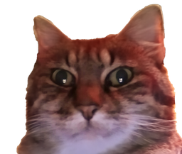 :chatzoom2: