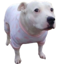 :toutou_pyjama: