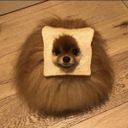 pomeranie