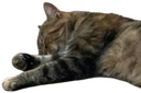 :Chat_Hawtsauce_fatigue: