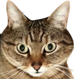 :chat_serieux_: