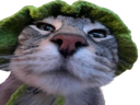 :CS_Quoi: