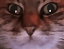 :ChatZoomGif: