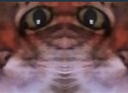 :chat_difforme: