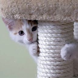 :Chat_timide:
