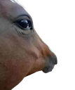 :meuuuouai: