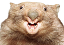 :trogne_de_wumbat: