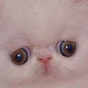 Findus