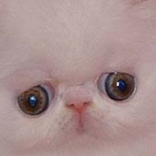 Findus