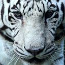 Scar