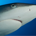 Requin