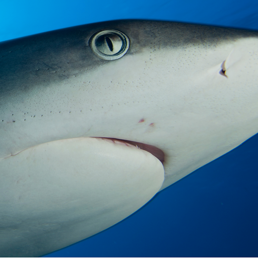 Requin