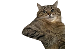 :chat_blase: