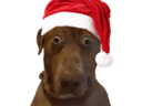 :Teddi-NOEL: