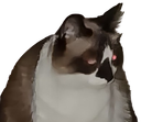 :Gros_chat_Letal: