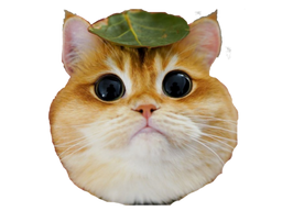:Chat_roux: