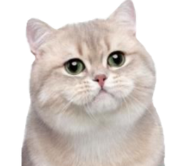 :Chat0: