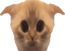 :Chat_gonfle: