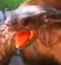 :turtlegasm:
