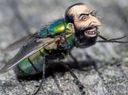 :Mouche_juif:
