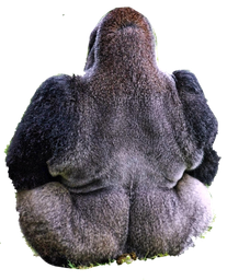 :Paindividu_bellesfesses: