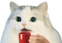 :cattofee: