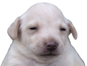 :Purereal: